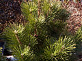 Pinus thunbergii Bonchec IMG_4648 Sosna